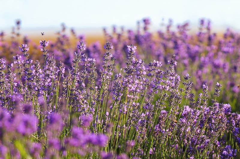 Lavender field