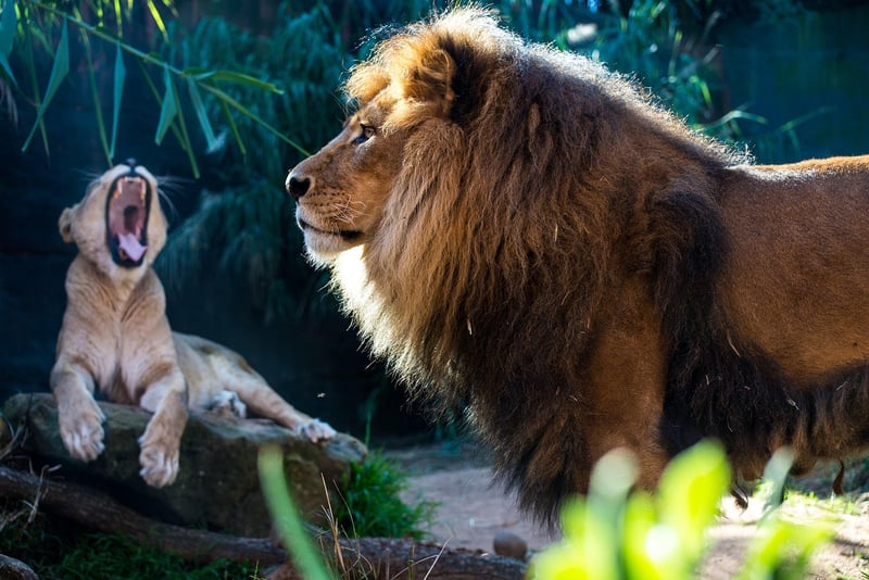 Lion in the Jungle