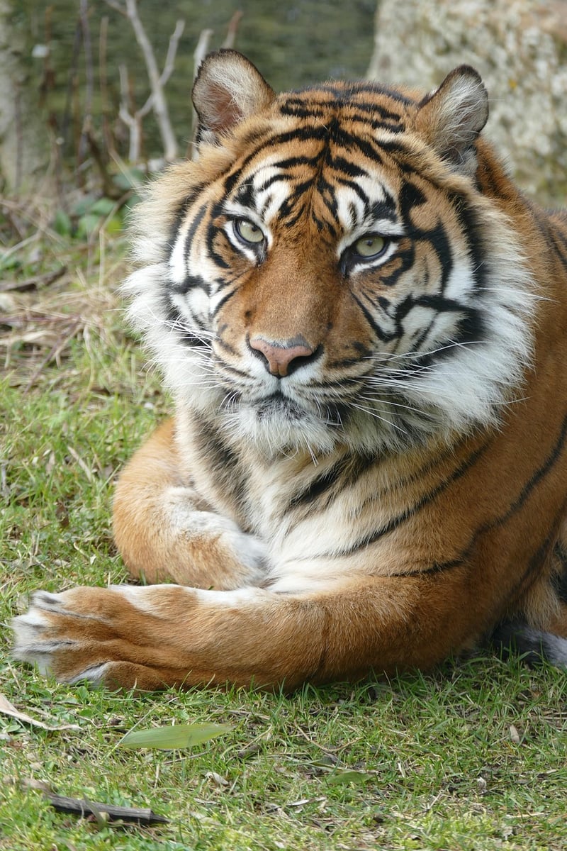 Jungle Safari